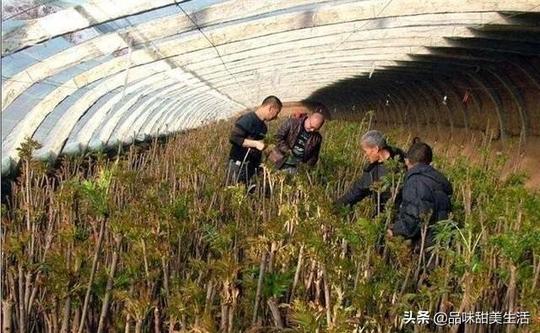 农村种什么赚钱(农村最冷门的暴利行业)