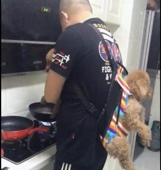 某天下班回家,女主人发现丈夫正在煮面,令她意外的是,他竟然把狗狗背