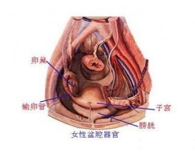 女性患有盆腔炎有什么症状