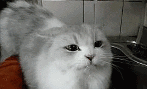 壁纸动物猫猫咪小猫桌面500_304gif动态图动图