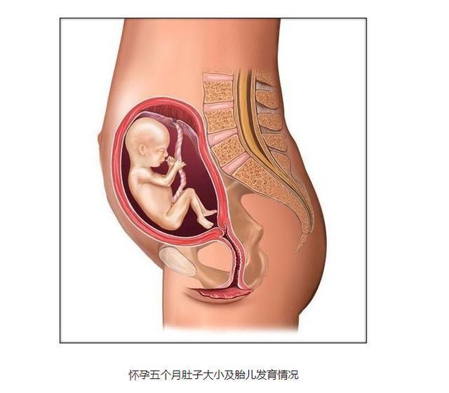 怀孕五个月胎动的厉害正常吗