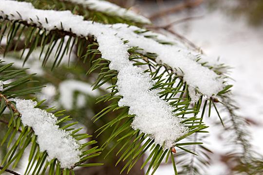 雪_下雪_植物_图片大全—全景创意图库（quanjing.com）中国领先的正版图片视频素材网站