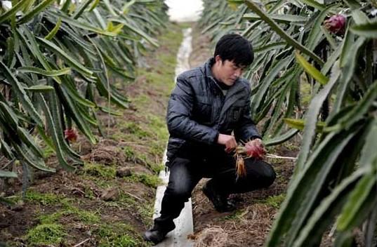 秀洲台湾农民创业园热带火龙果喜获丰收