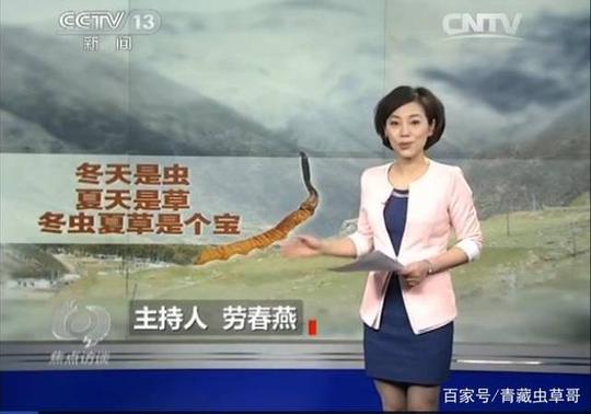 央视曝光虫草骗局!
