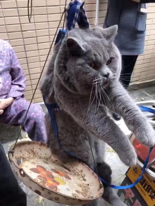 只不过我在一旁看着猫咪的表情时,却有点哭笑不得,这猫一脸生无可恋的