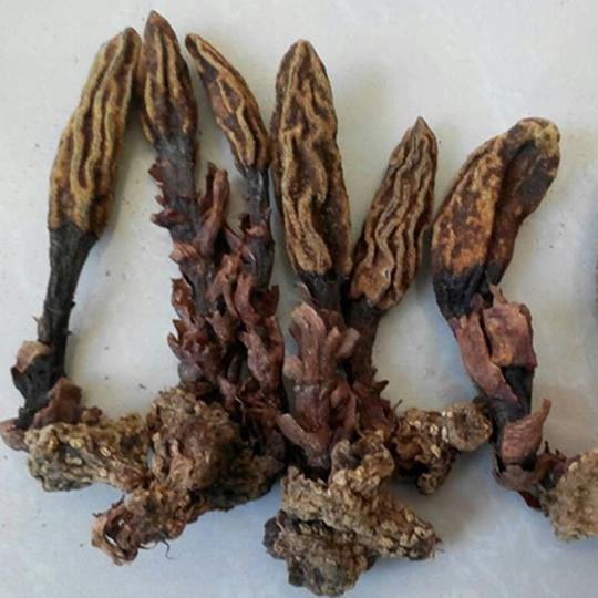 高原野生回春草回心草不老草顶天柱草苁蓉泡酒料新货