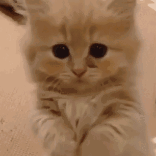 猫表情包gif动态图