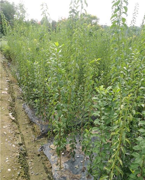 青梅苗种植技术介绍