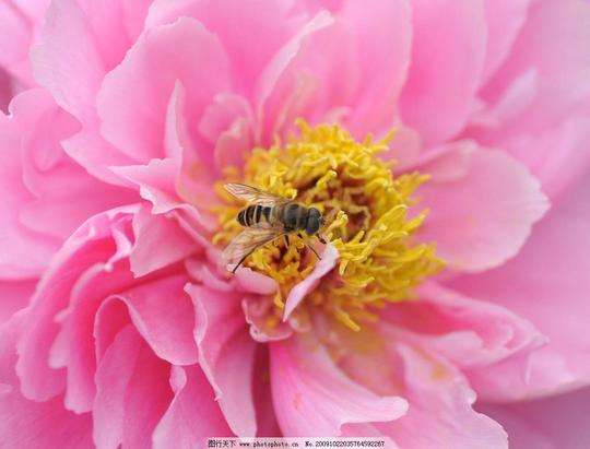 牡丹花蕊尼康d60摄影作品微距花卉牡丹花蕊蜜蜂花草生物