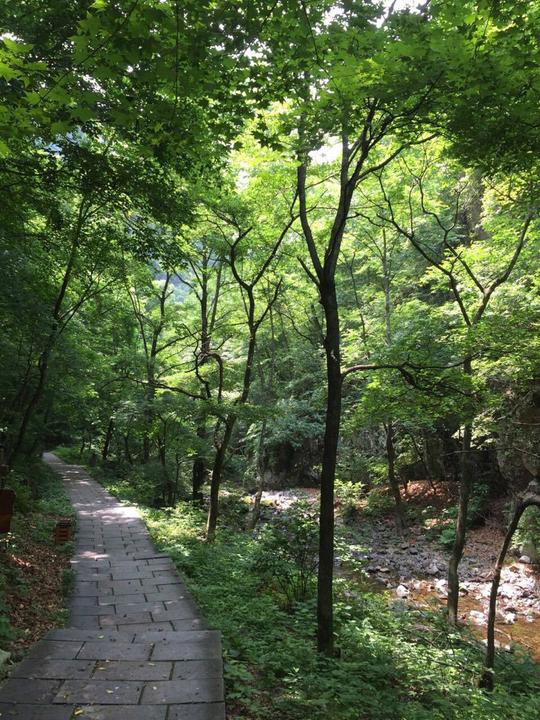 没走几步就头扎在这样林间路