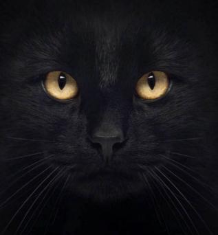 壁纸动物猫猫咪小猫桌面317_342