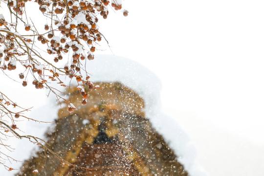 雪冬天柿子树