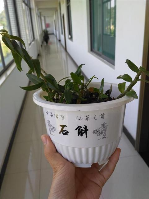 石斛盆栽种植方法,松木皮怎样炮制种植石斛?