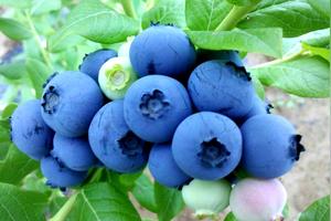 有谁知道都克蓝莓的习性和种植方法吗