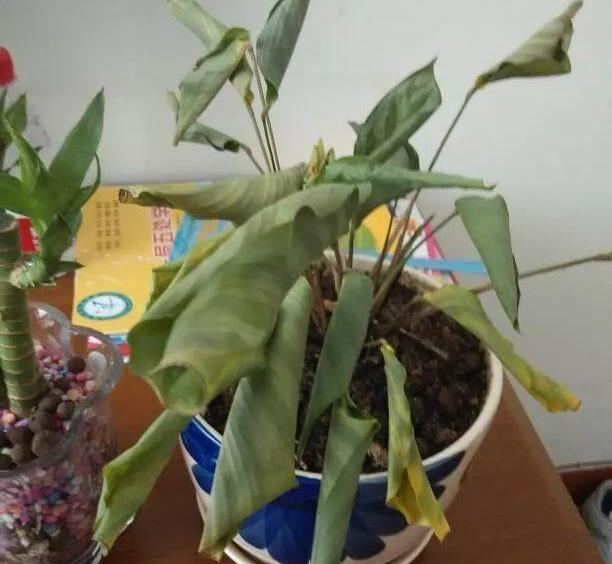 秋季宝宝怎么晒