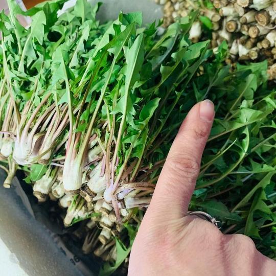 新鲜现挖野生蒲公英菜2斤包邮鲜野菜带整根东北婆婆丁草嫩叶药用