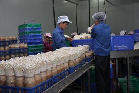 不如回农村了,这8个赚钱好项目比打工强多了!