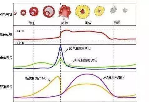 卵泡小内膜薄准妈