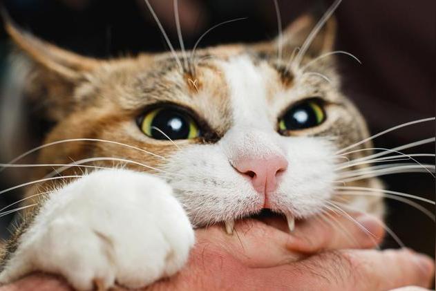 猫咪磨牙怎么办？