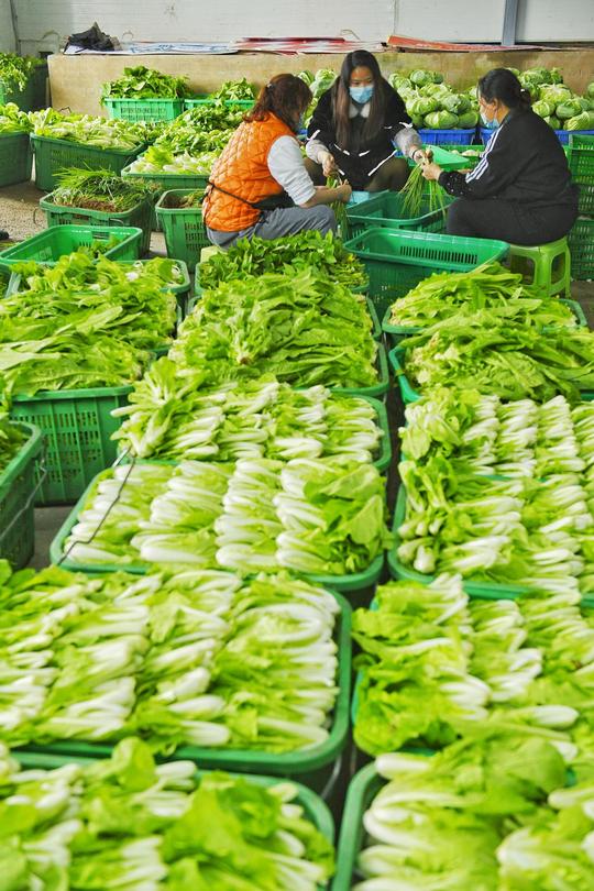 吃菜也能减碳?铜梁科技小院在淘菜菜上线了“低碳蔬菜”，新鲜平价直供全国社区