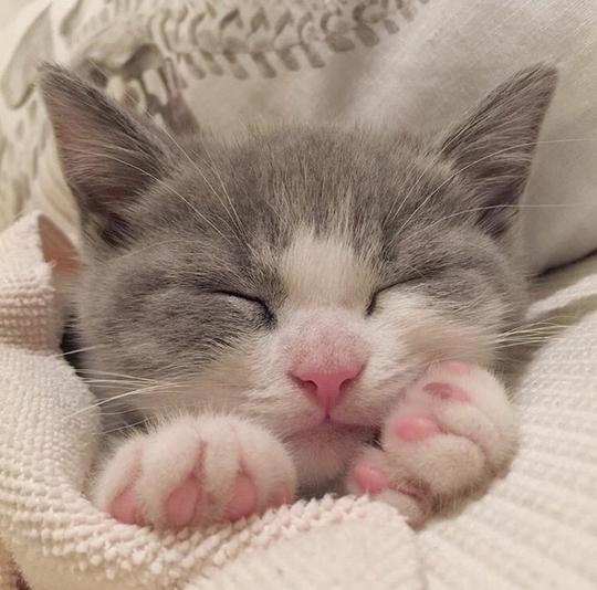 喵星人壁纸锁屏可爱猫咪温暖治愈系高清图片
