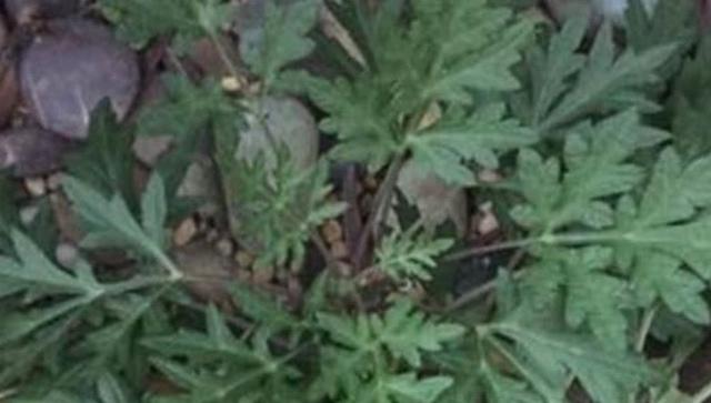 夏天最烦的是蚊子怎样该消除