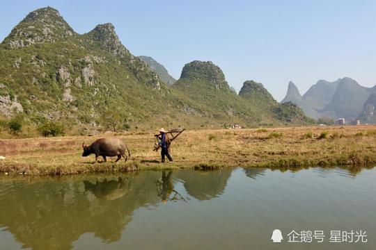 打卡网红拍摄地:老农牵牛变身模特