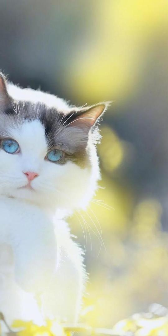 【有关于猫—壁纸】布偶猫_仙女猫_看着漂亮的景色还有可爱的猫