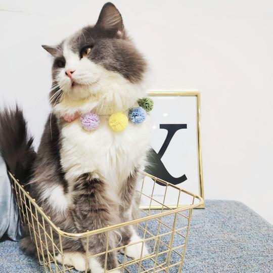 ing抖音网红猫咪狗狗咪针织手工球球项圈口水巾围兜布偶美短视频
