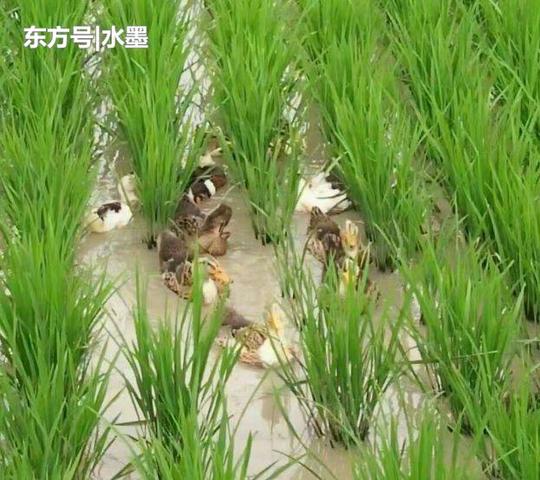 在以前,农民们只能靠这片水稻田来养殖水稻赚钱,如今却还可以养鱼养鸭