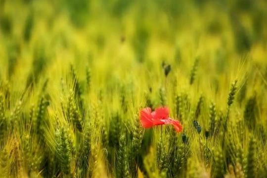 芒种农耕谚语芒种古诗词
