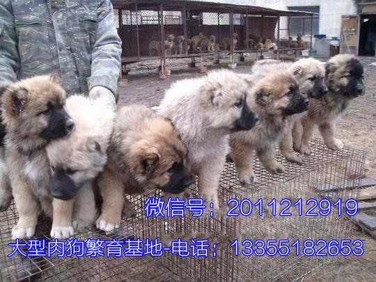 达州养狗赚钱吗买肉狗注意事项