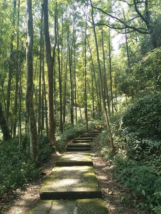绿树成荫林间路走在其中心情舒畅
