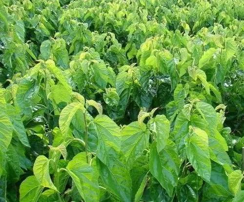 祁阳农村这种树,有人单卖树叶年赚800万!