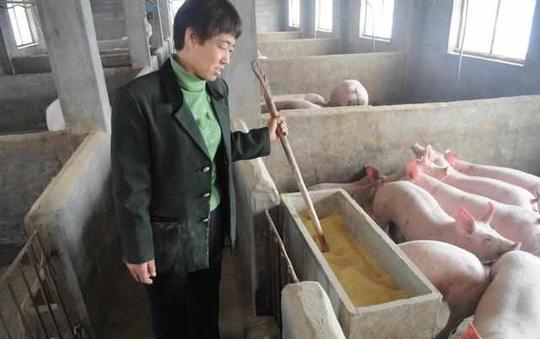 农村散养户可以发展的新型养猪模式,不受猪价影响,稳定赚钱!