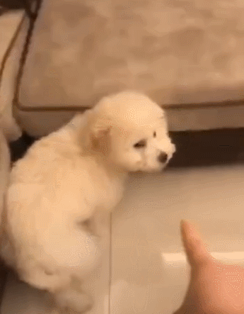 泰迪小色狗搞笑可爱萌萌哒gif