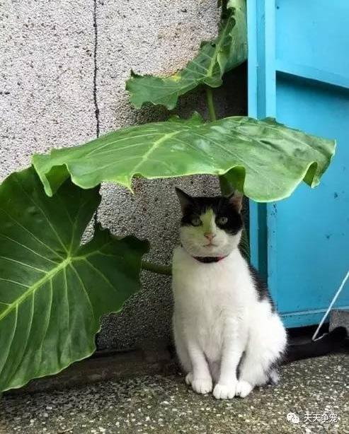等啊等,猫巴士快些来啊