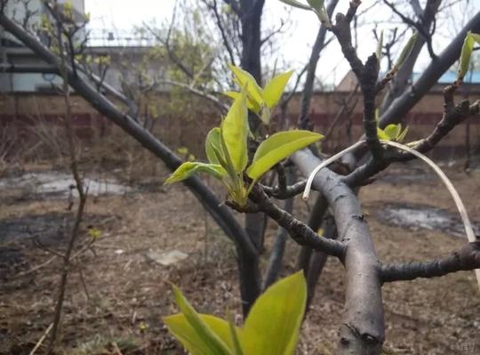 四月是万物生长季节