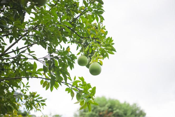 柚子种植条件及技术？
