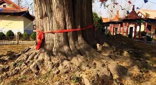 又到银杏叶子黄,临沂稍纵即逝的美景,错过后悔一年.