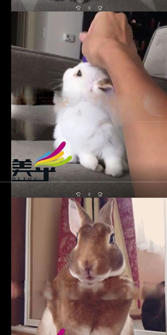 可爱美乎兔子动物搞笑短视频创意素材商品详情图