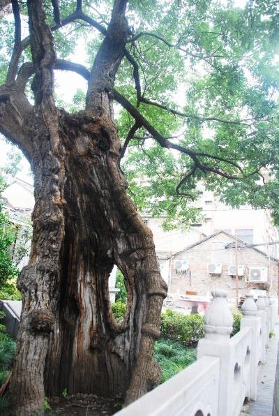 槐槐树树榕树400_597竖版竖屏