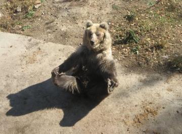 哈尔滨的动物园都在哪，有哪些值得一看的，有没有大熊猫？