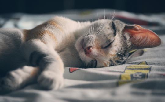 猫,宠物,猫咪,小猫咪,慵懒,动物,壁纸,慵懒可爱的小猫咪桌面壁纸
