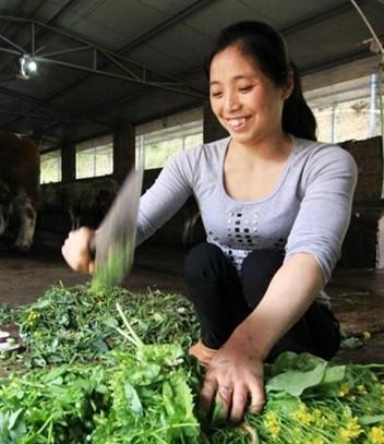 女残疾人自主创业,成养牛大户,年赚500万元