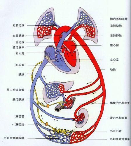 孕妇怎么改善血液循环不好