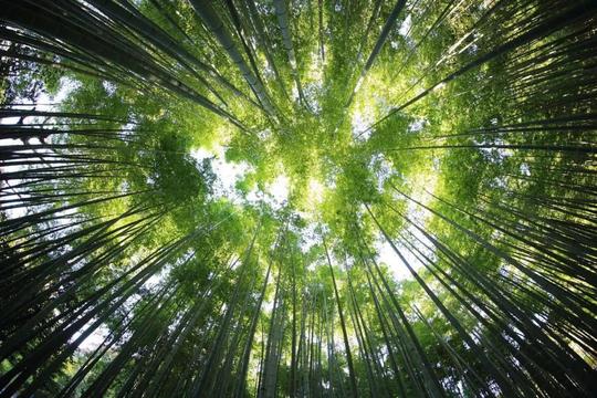 自然之声|聆听大自然的语言