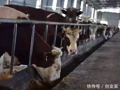 大学生返乡创业养牛,勤勤恳恳一年净赚30万