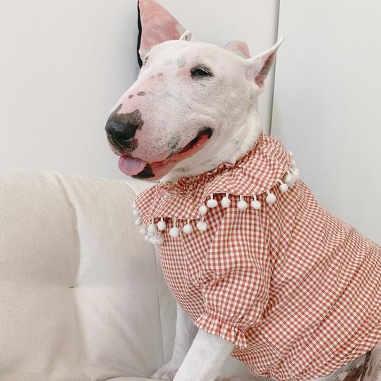 蓬蓬领/宠物可爱衣服法斗柯基柴犬金毛萨摩狗衣服原创大狗衣服