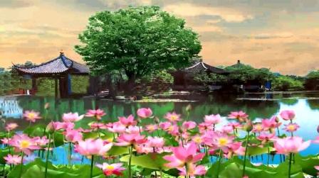 荷花荷塘古典唯美抒情古亭花瓣大屏幕背景视频素材